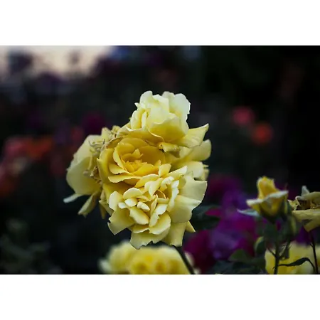 Golden Dune ホテル