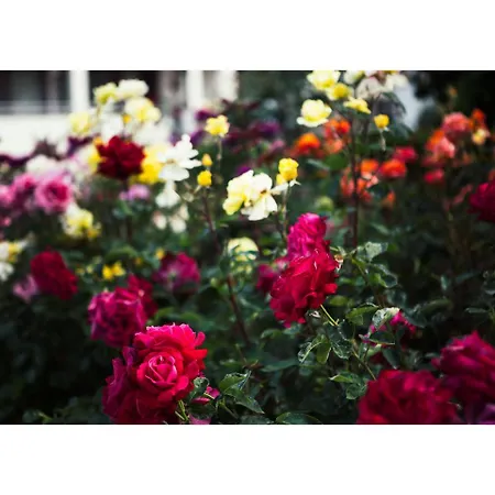 Golden Dune サニービーチ