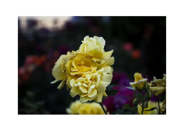 Golden Dune Отель