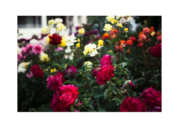 Golden Dune Солнечный берег